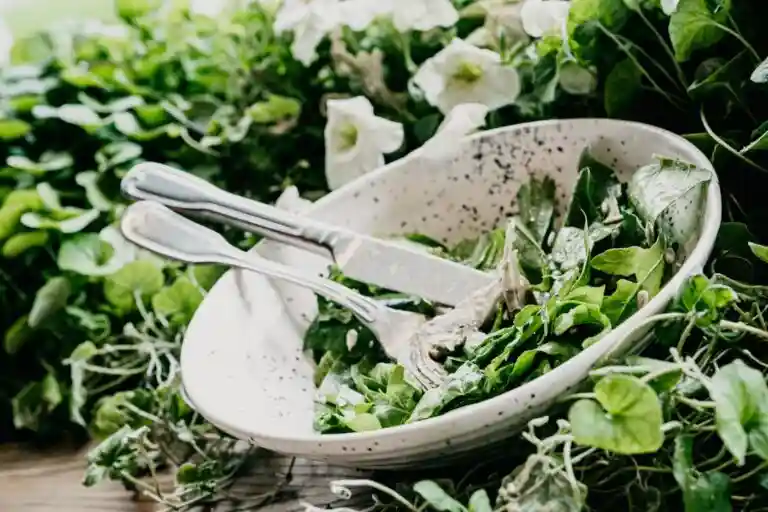 Fresh basil leaf