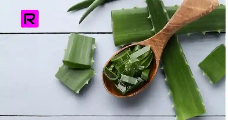 Aloe Vera Skin Gel Benefits for Face and Skin (2021)