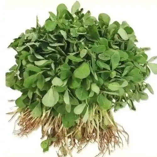 Fenugreek Leaves